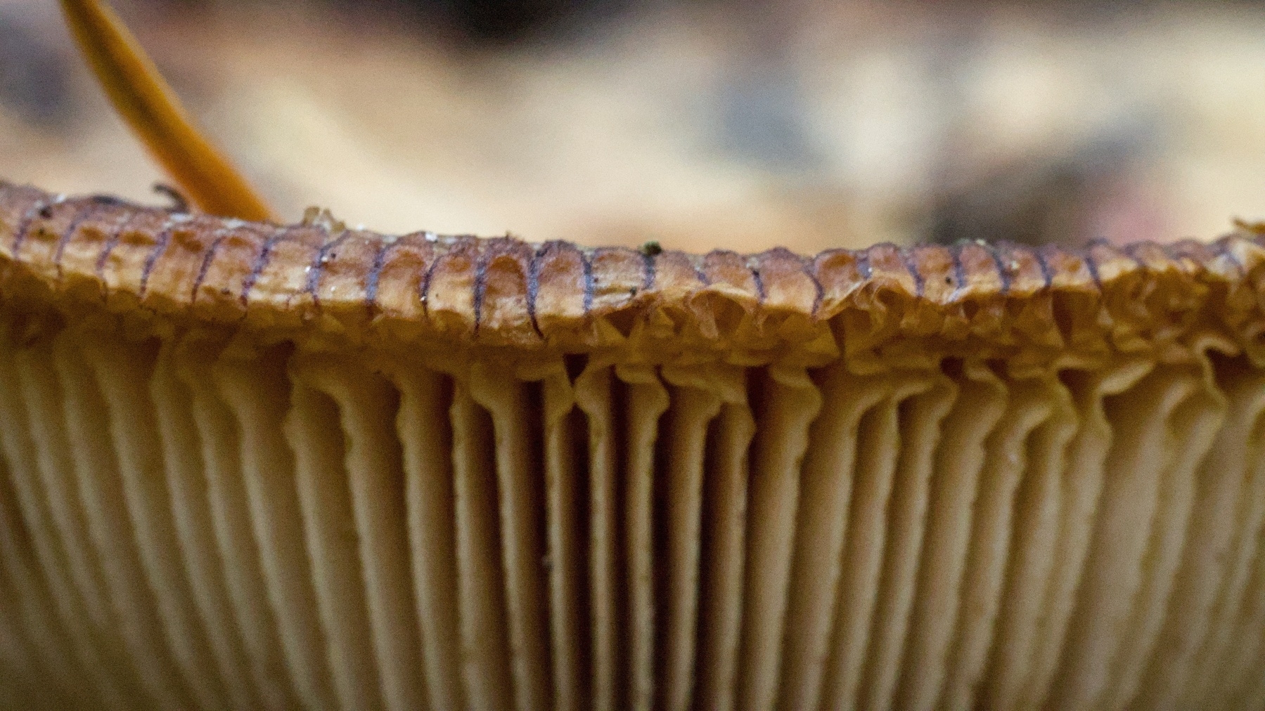 close-up of a mushroom cap