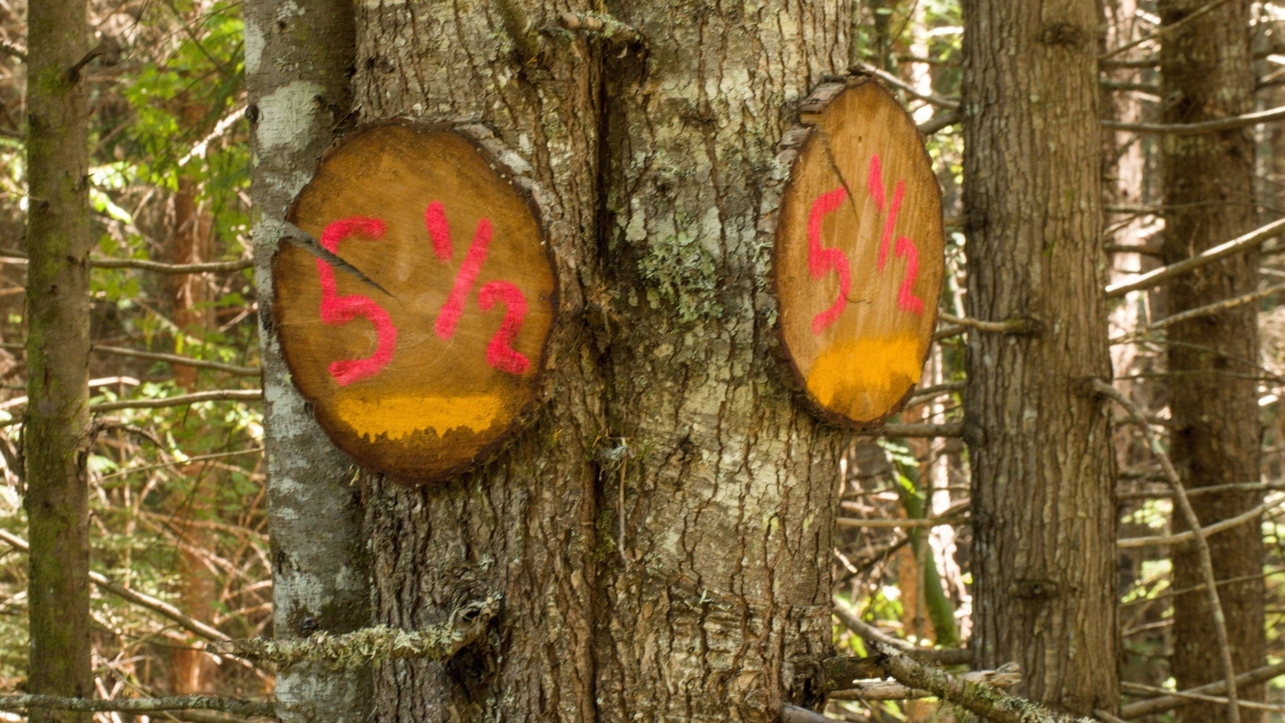 trees with spray-painted "5 1/2" signs