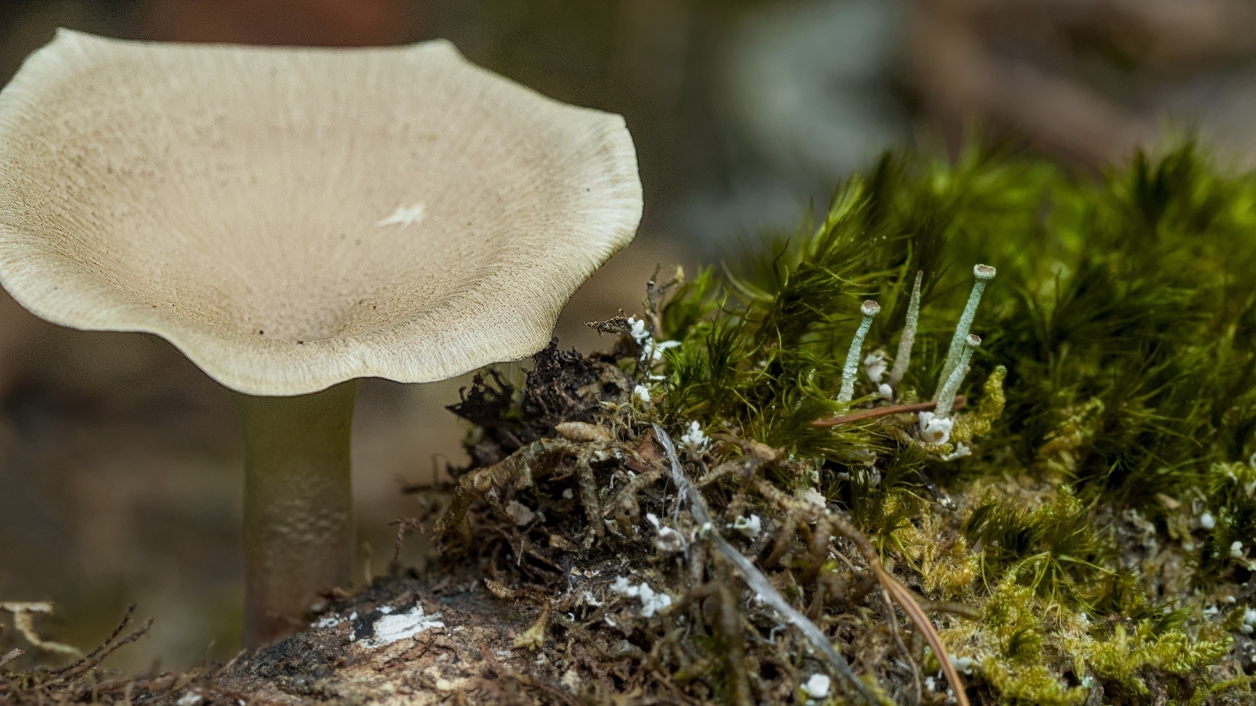 mushrooms large and small