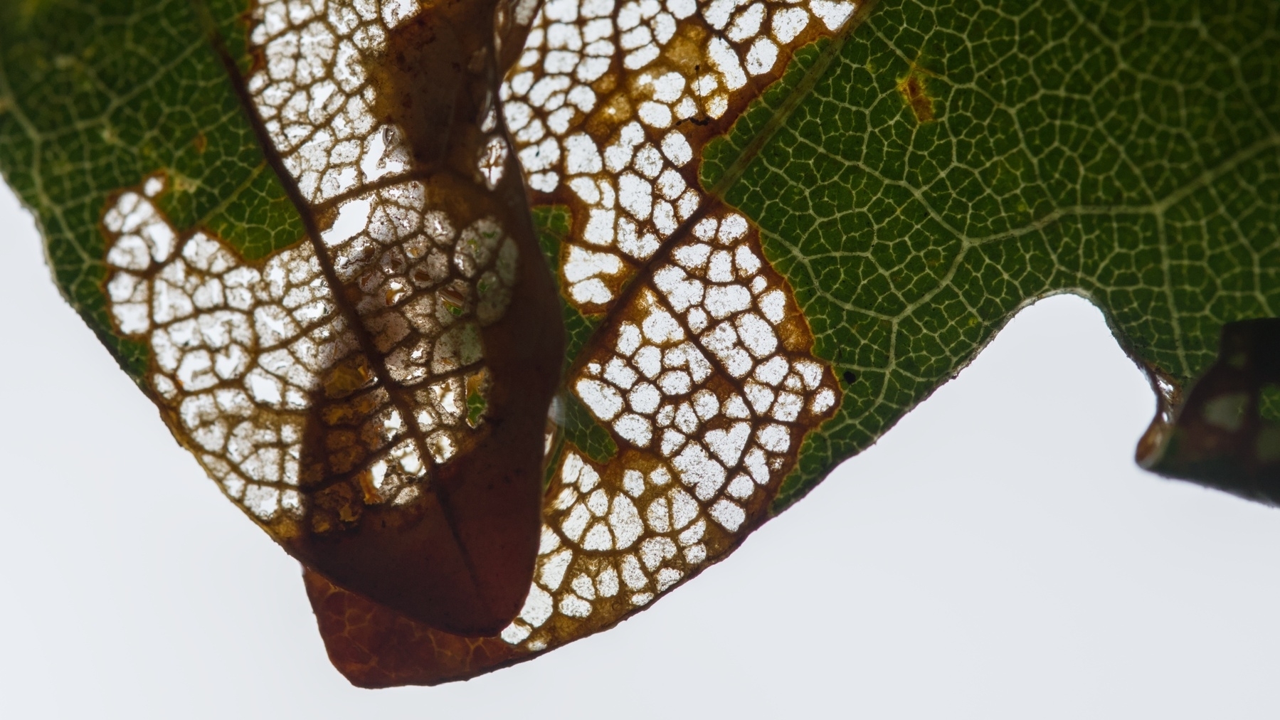 Skeletonized oak leaves