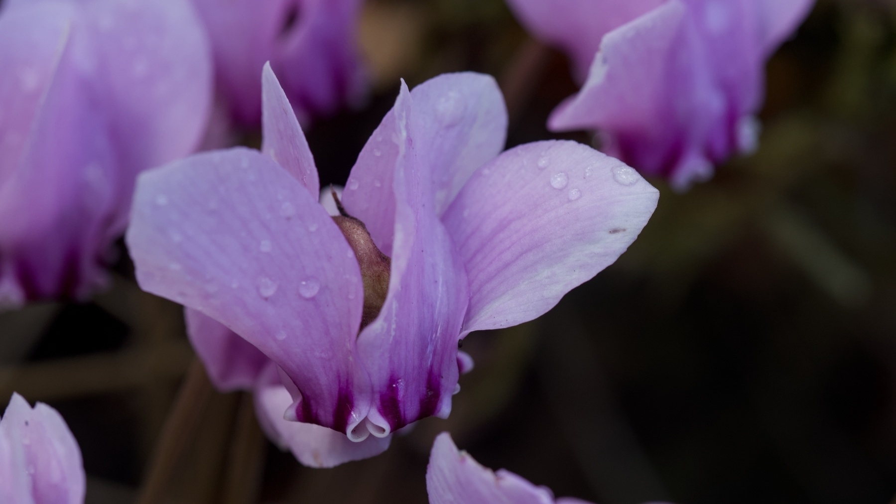 hardy cyclamen flower