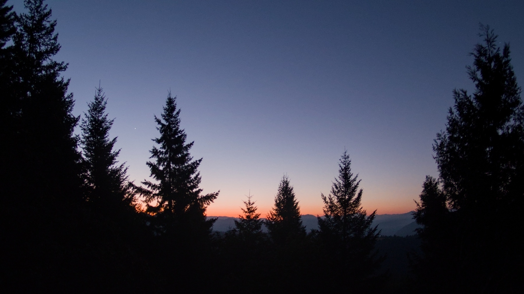 Dawn behind some trees with one bright planet