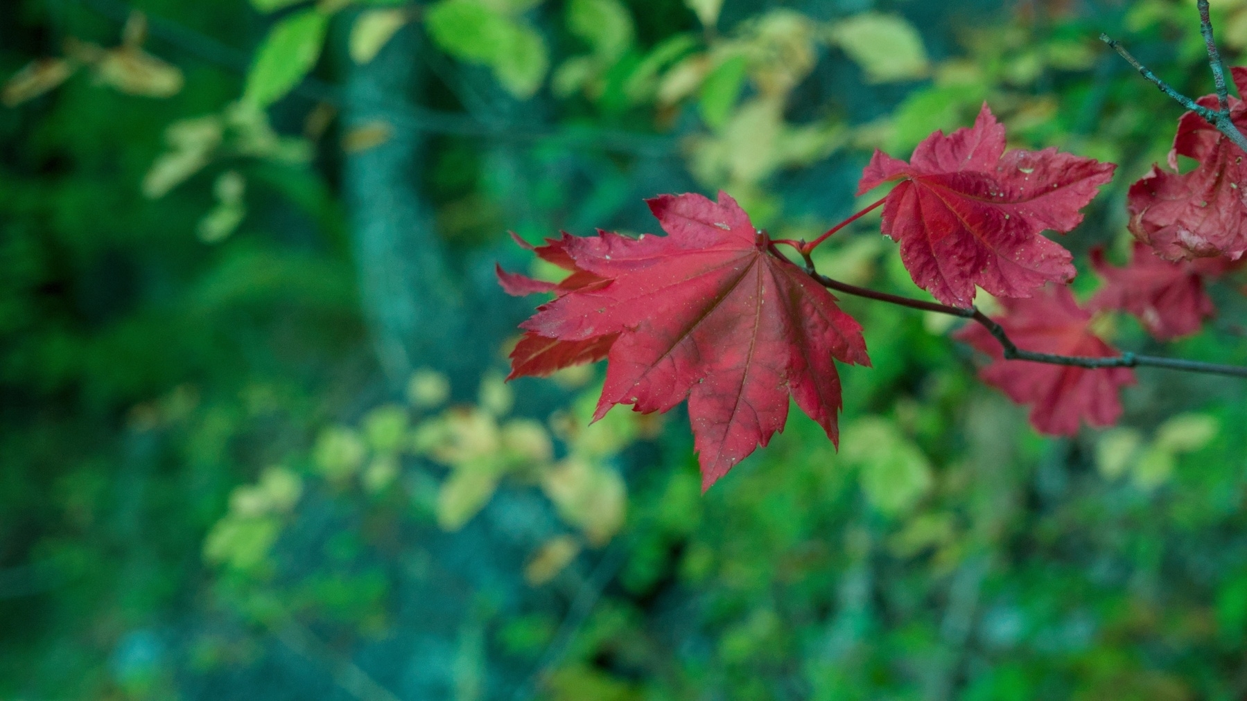 a few red leaves
