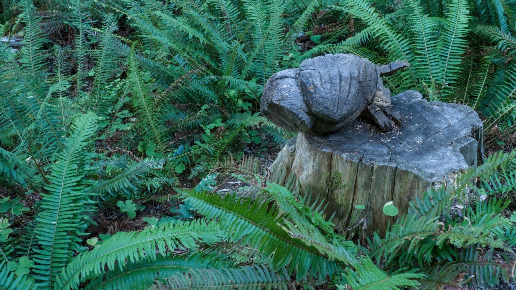 Chainsaw carving on a stump