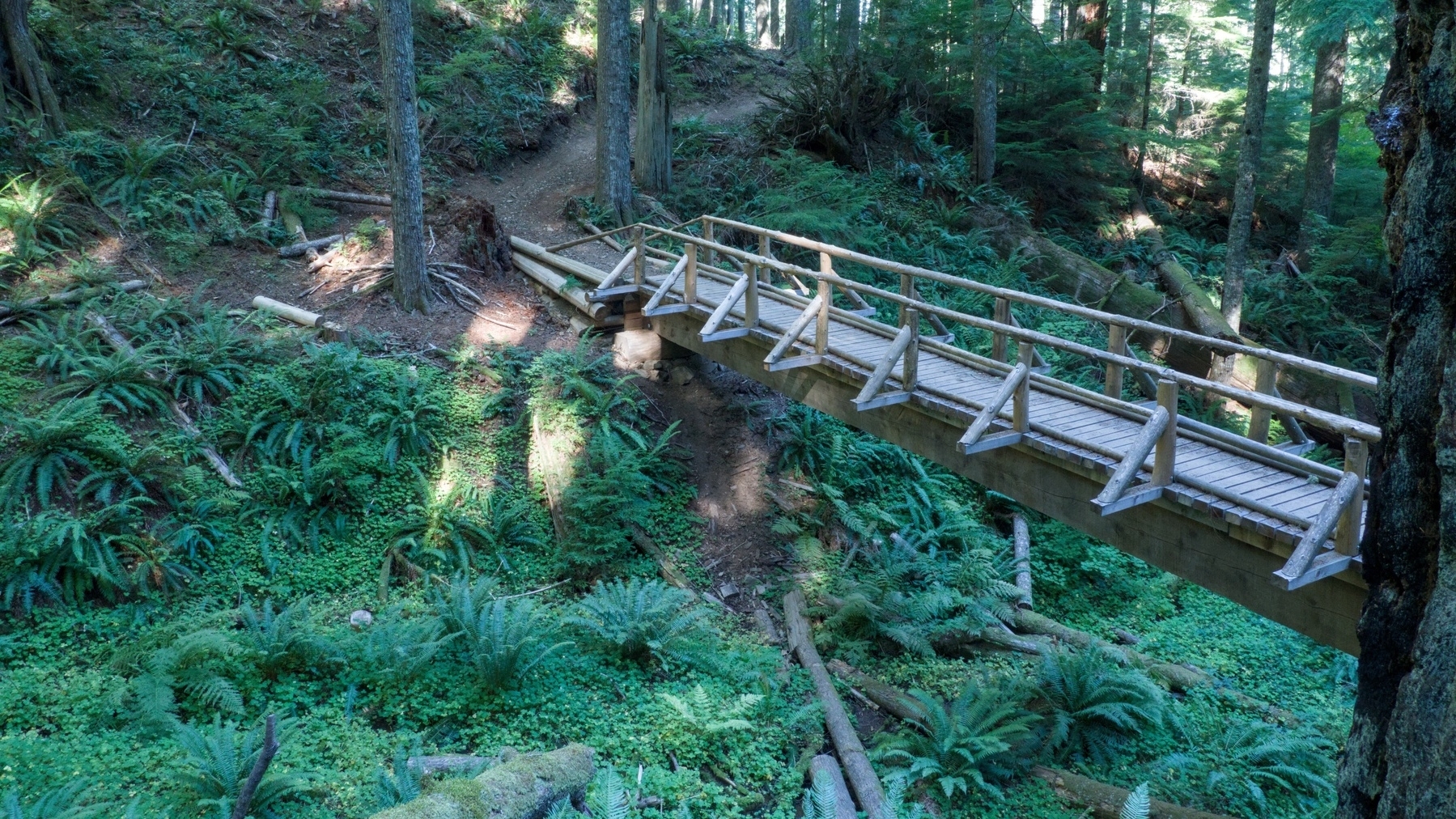 log bridge crossing a streambed full of ferns