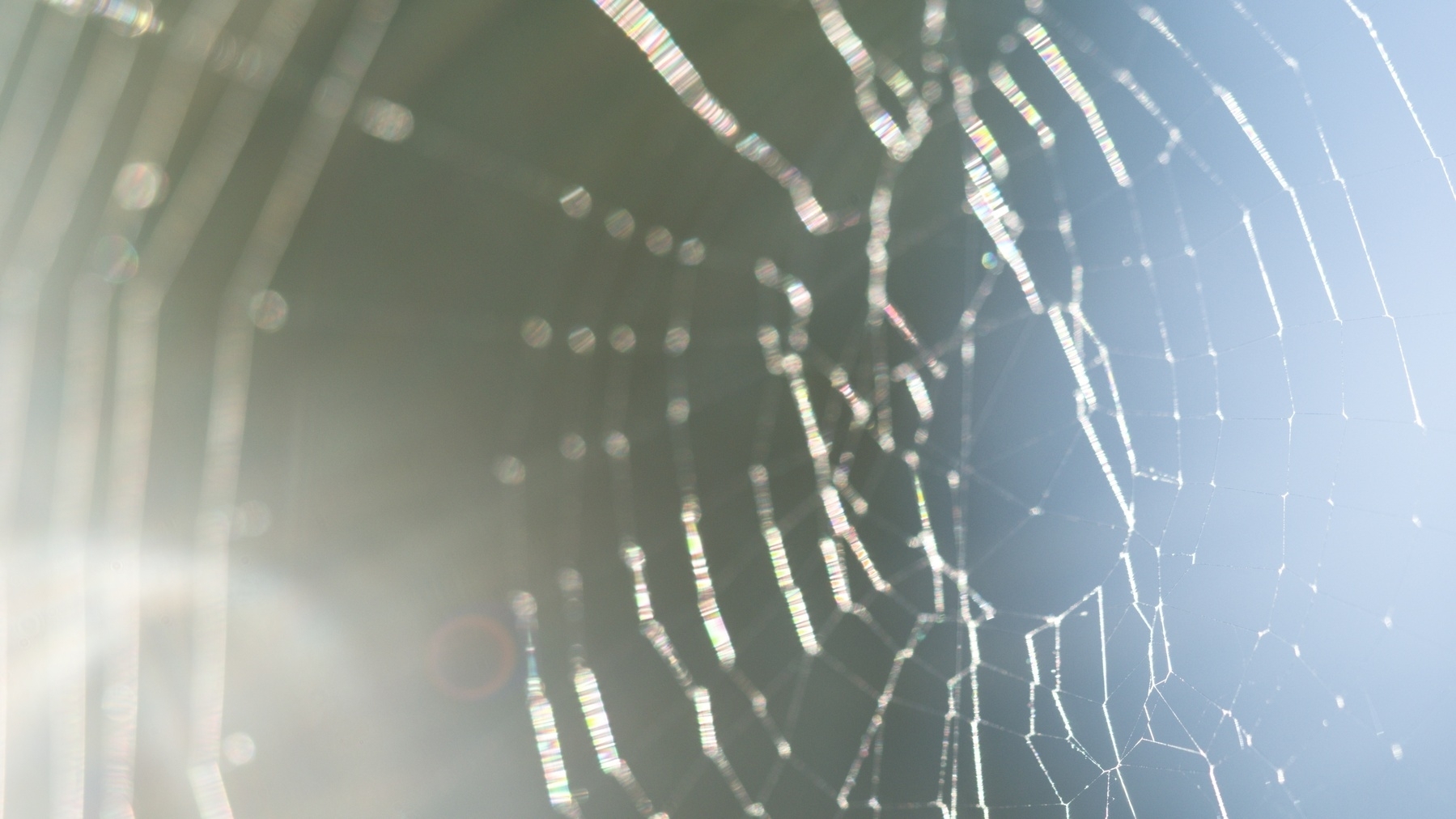 spiderweb refracting sunlight