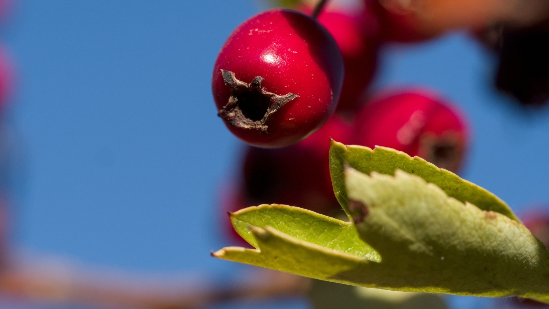 bright red berry with a leaf