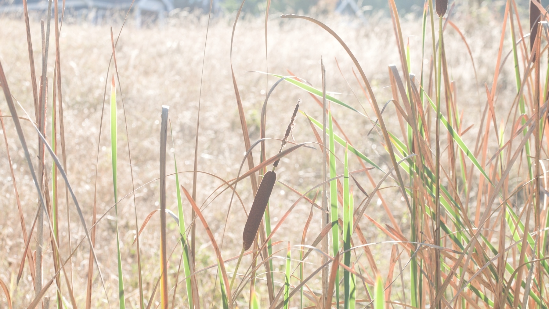 cat-tails in the sun