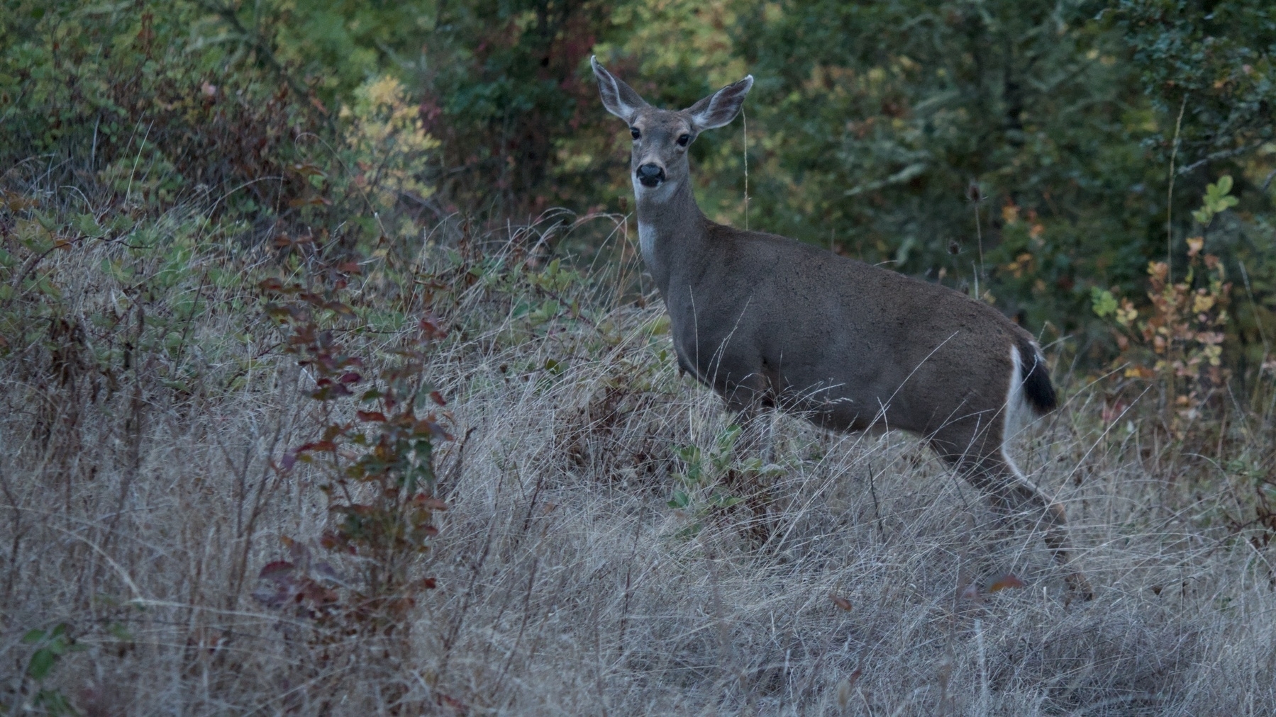 Deer frozen but ready to run