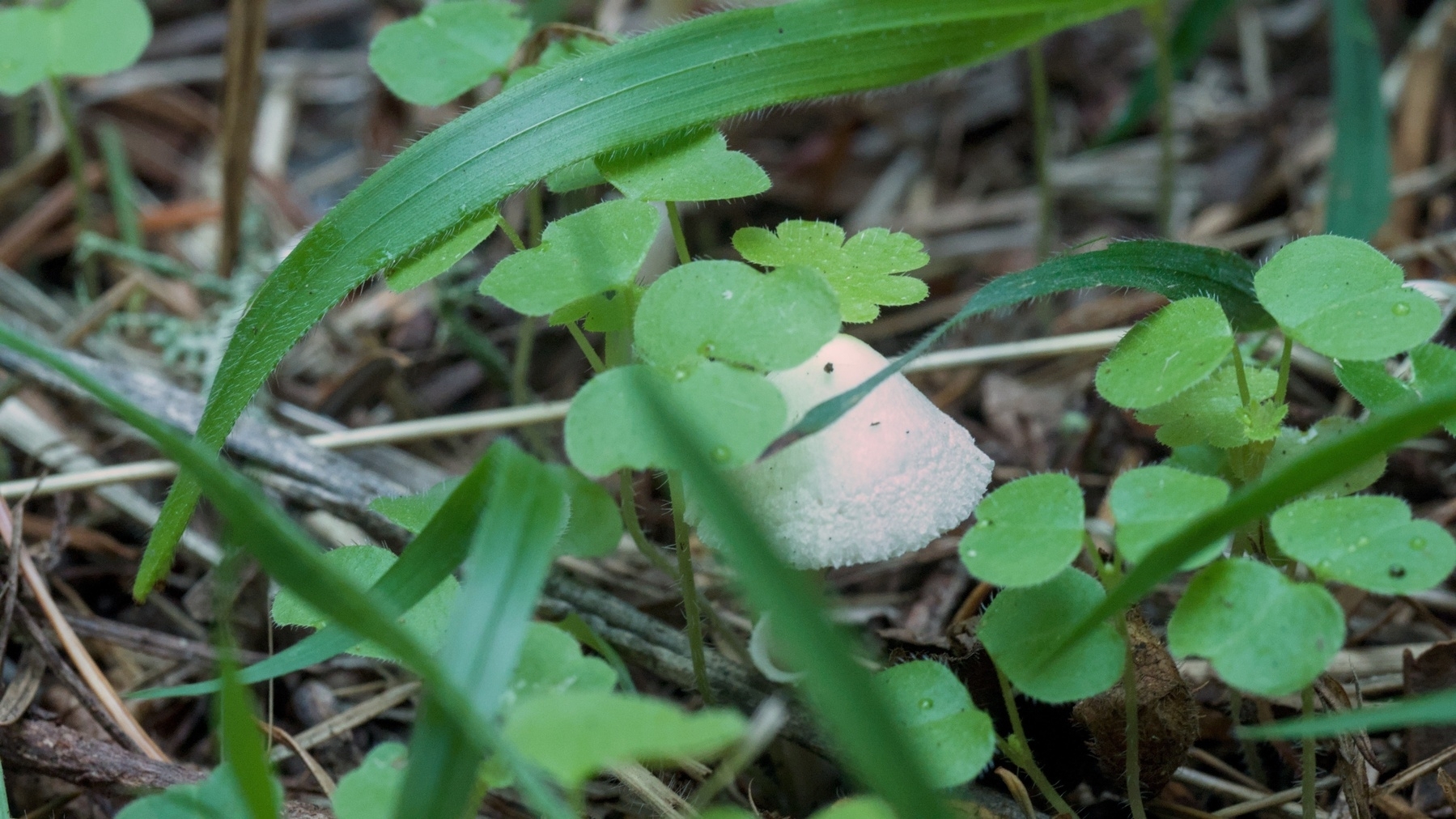 a tiny mushroom on the forest floor
