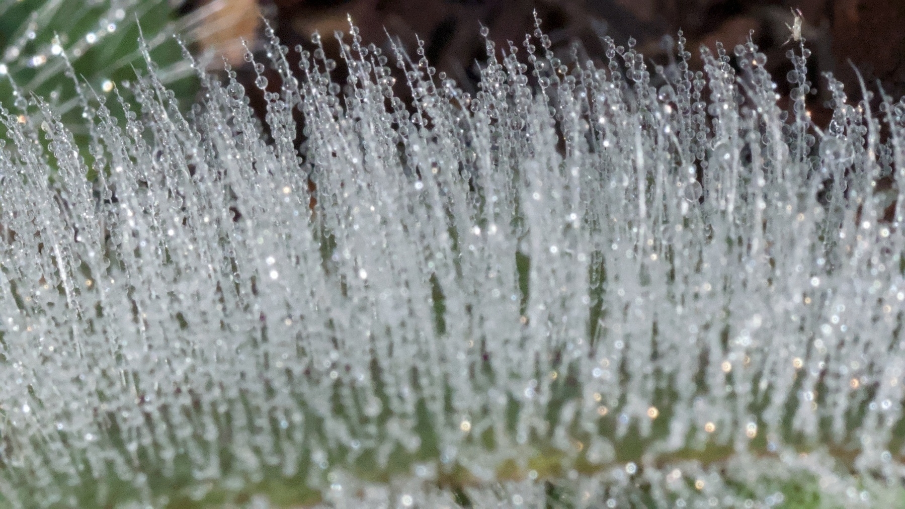 Water droplets on tiny hairs on a leaf