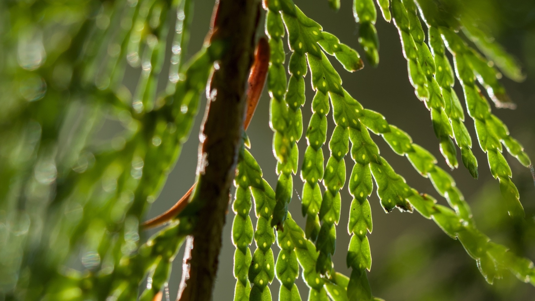 close-up of cedar leaves