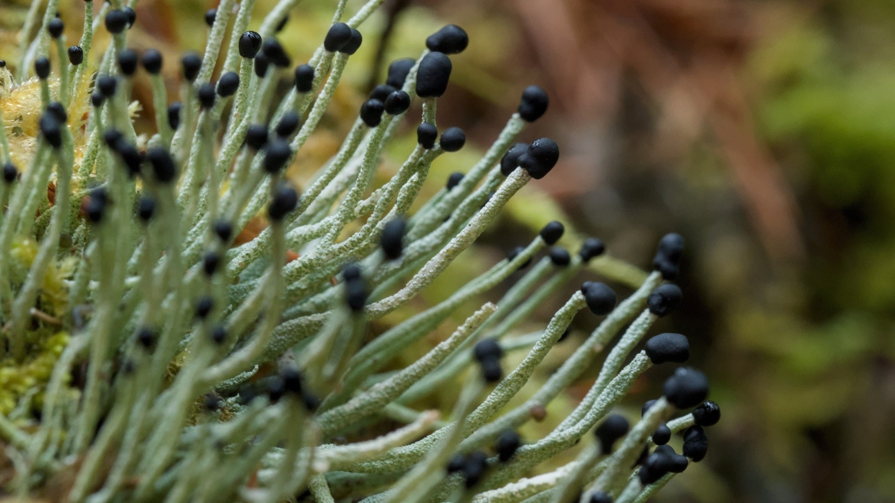 closeup of fruiting lichen stalks