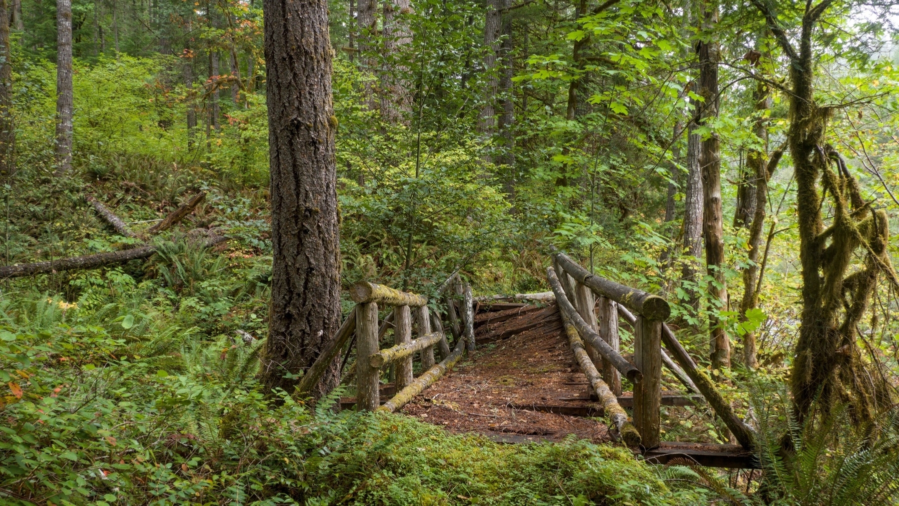 broken trail bridge and overgrown trail