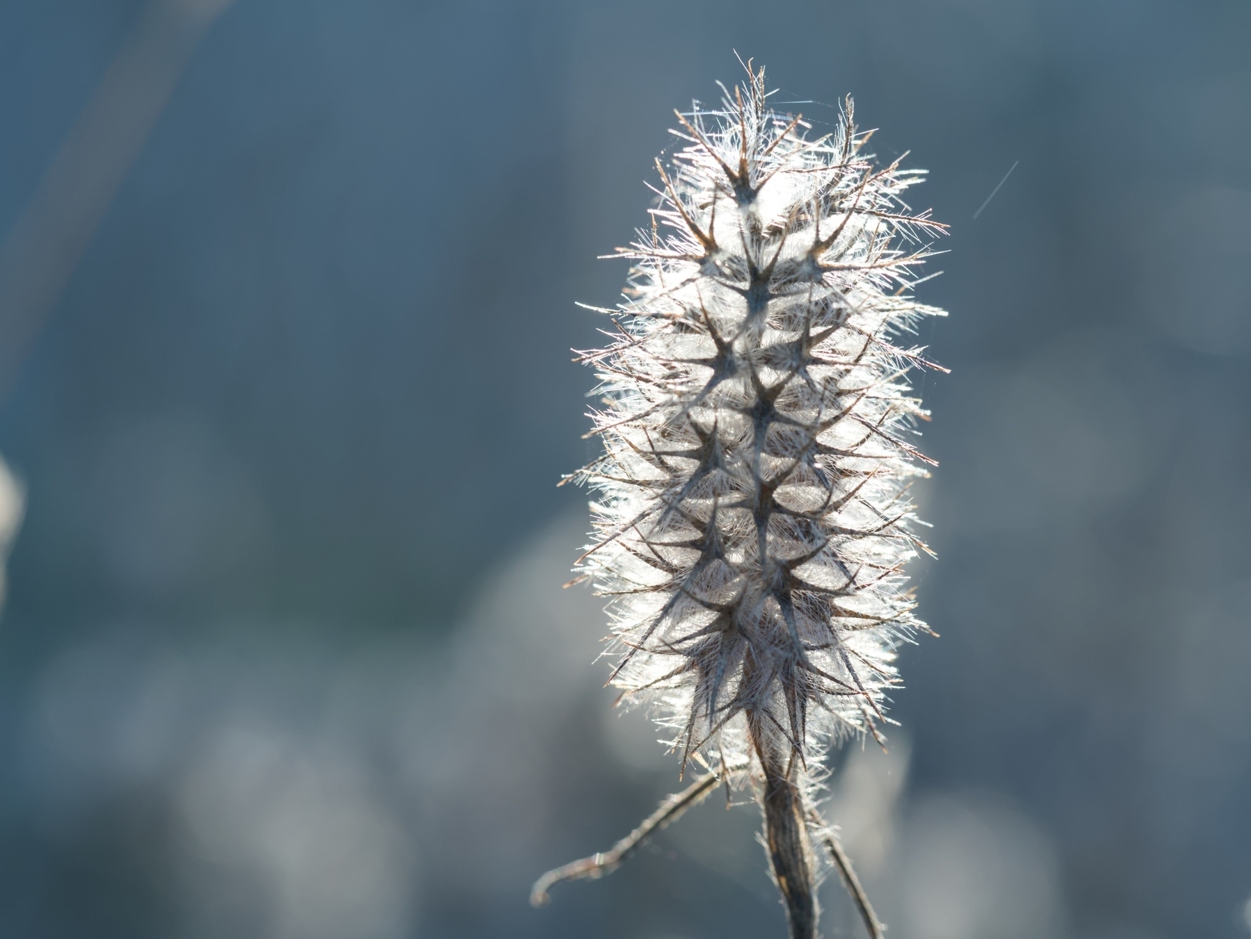backlit seed head