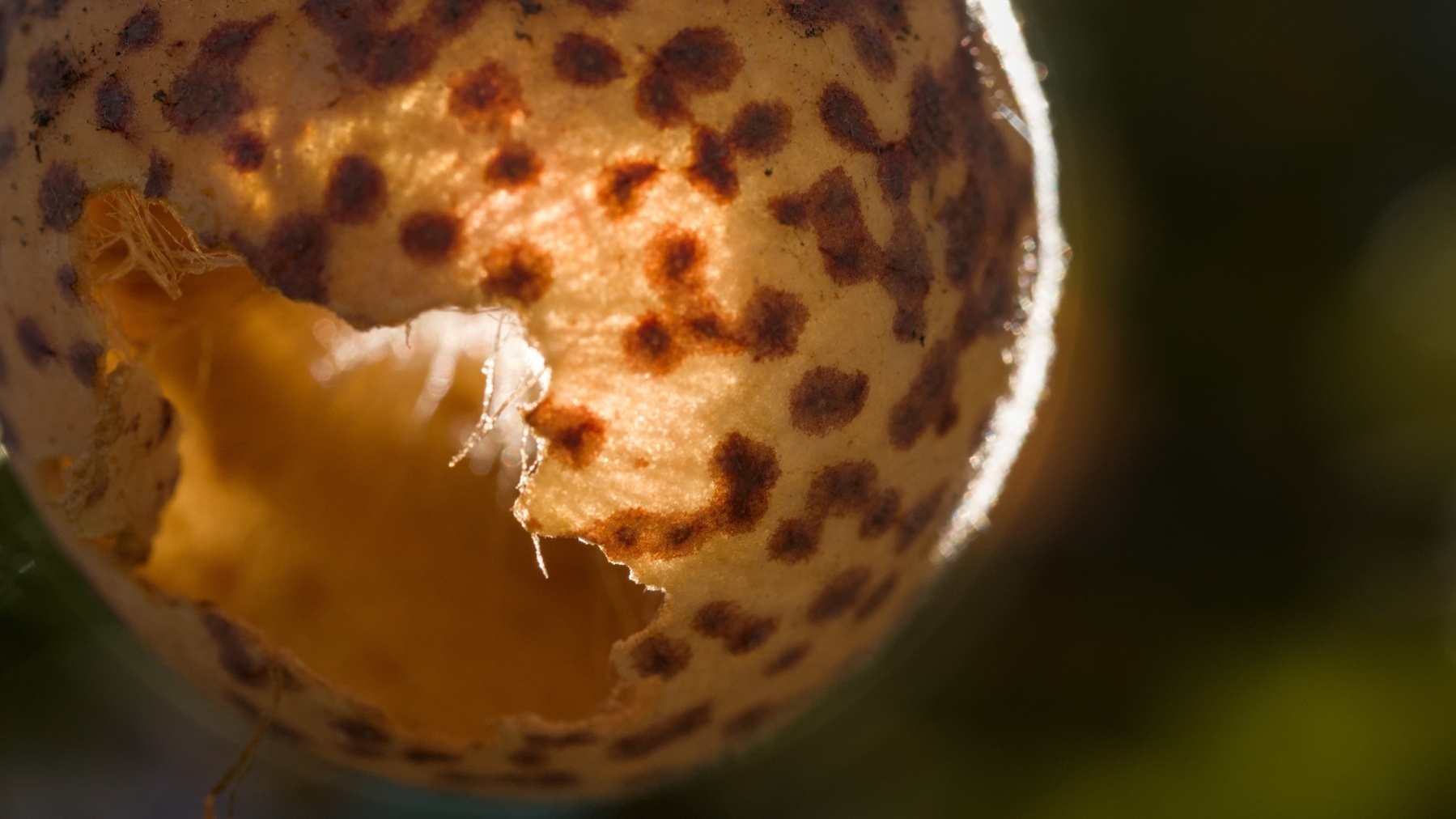 empty oak leaf gall