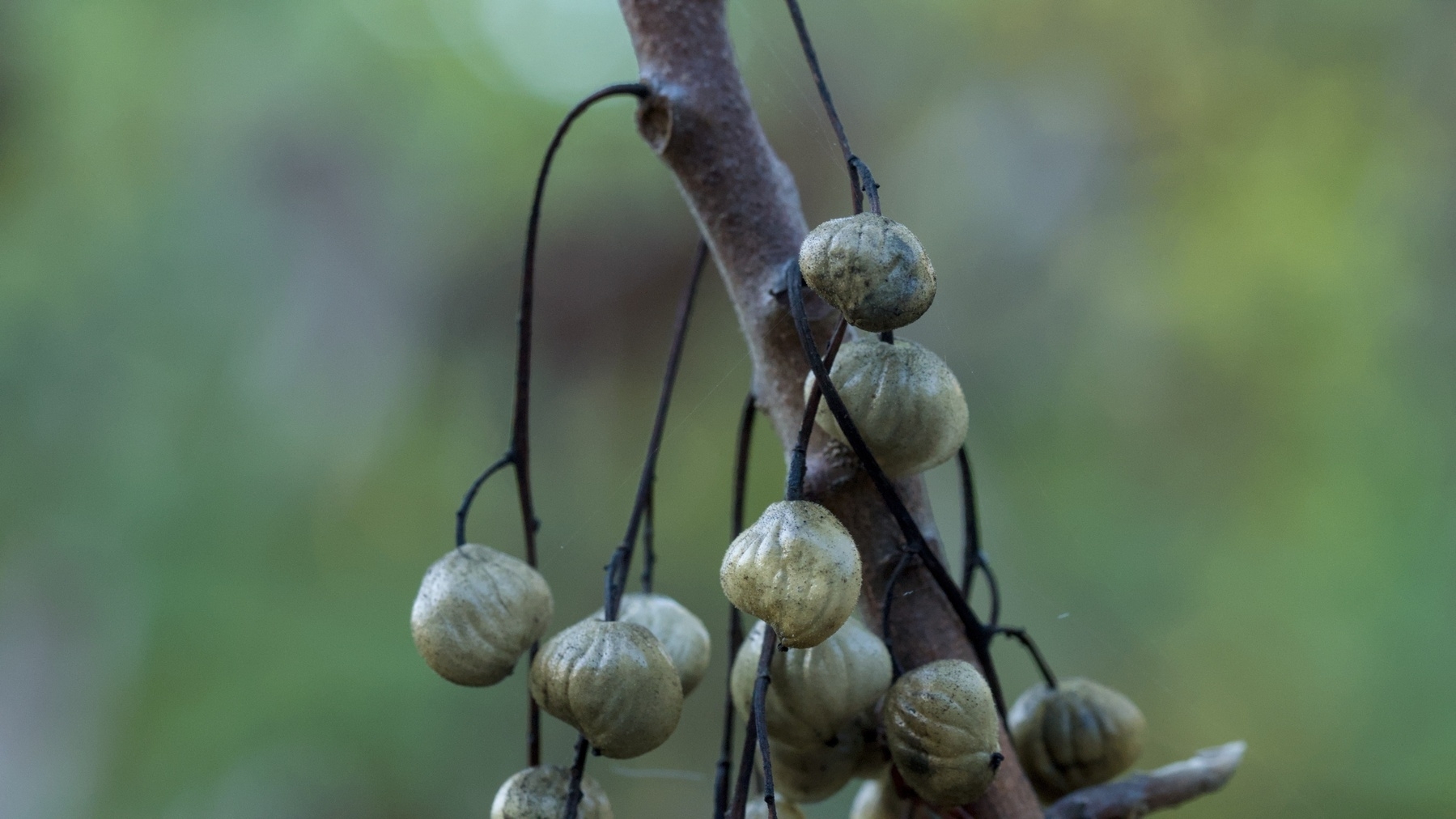 actually poison oak berries