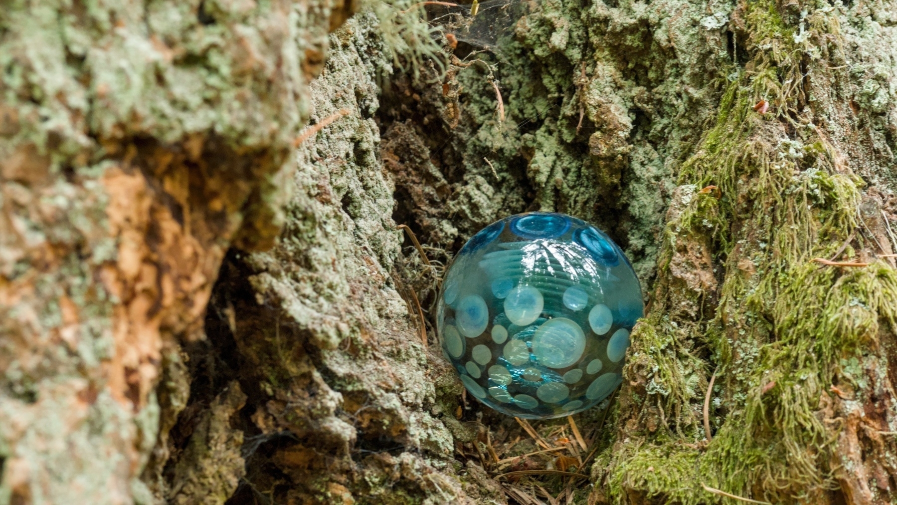 glass ornament hiding in a tree