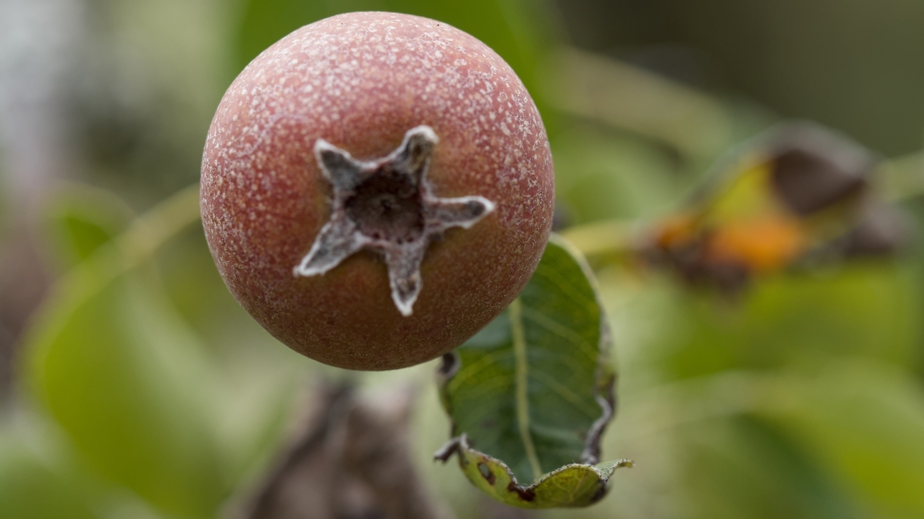 closeup of a small pear&10;