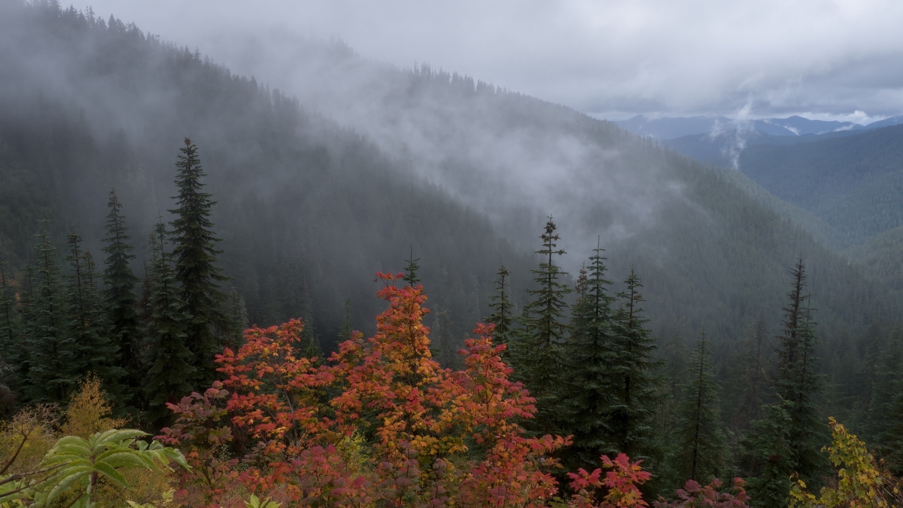 trees, mountains, and clouds