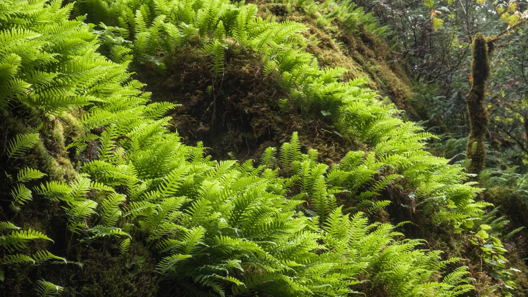 masses of fern fronds on a sunny hillside