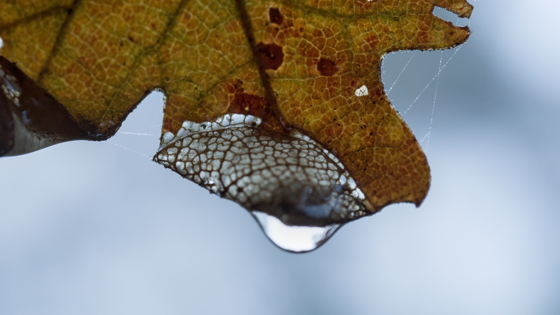 skeletonized leaf with water droplet