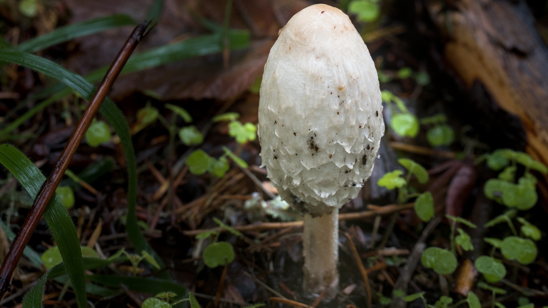 a single shaggy mane mushroom