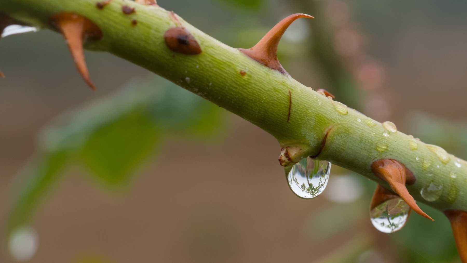 rose stem with rain drops