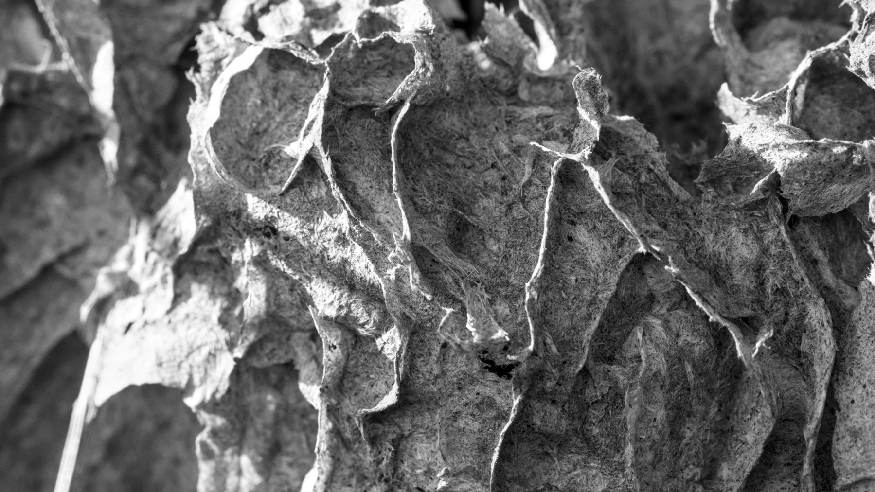 close-up of a large wasps' nest