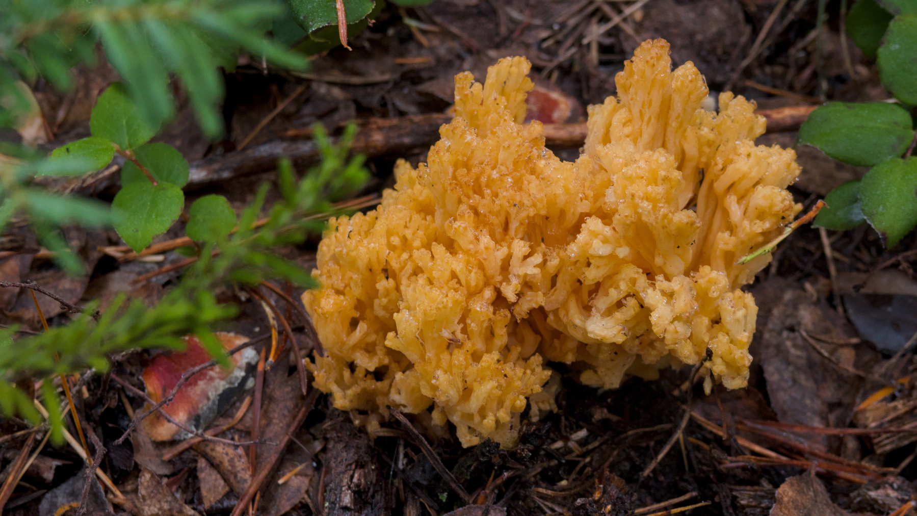 jagged orange fungus on the woodland floor