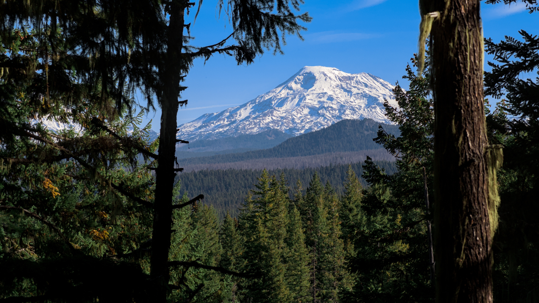 forest view with trees