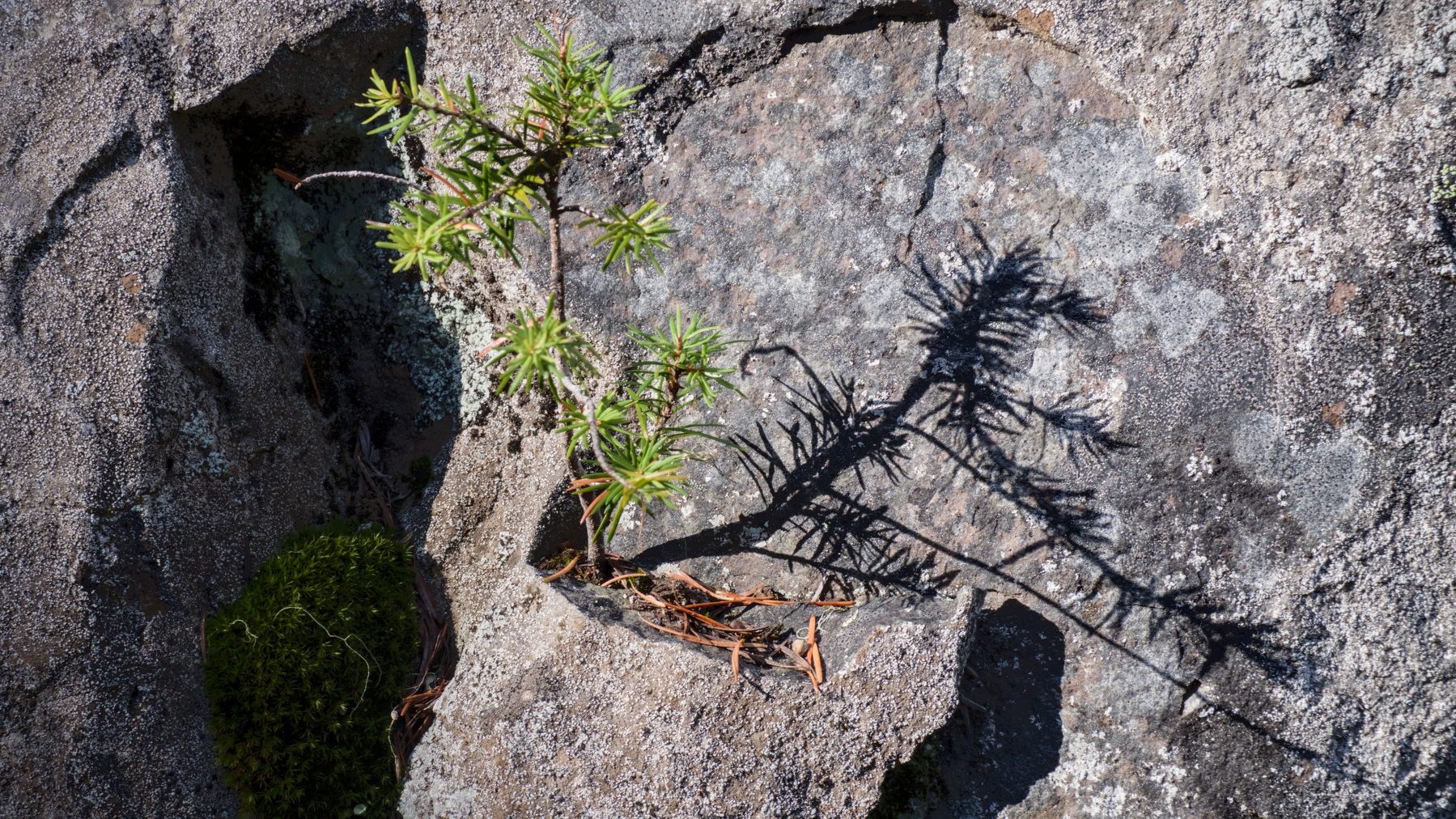 small tree growing from a boulder crack