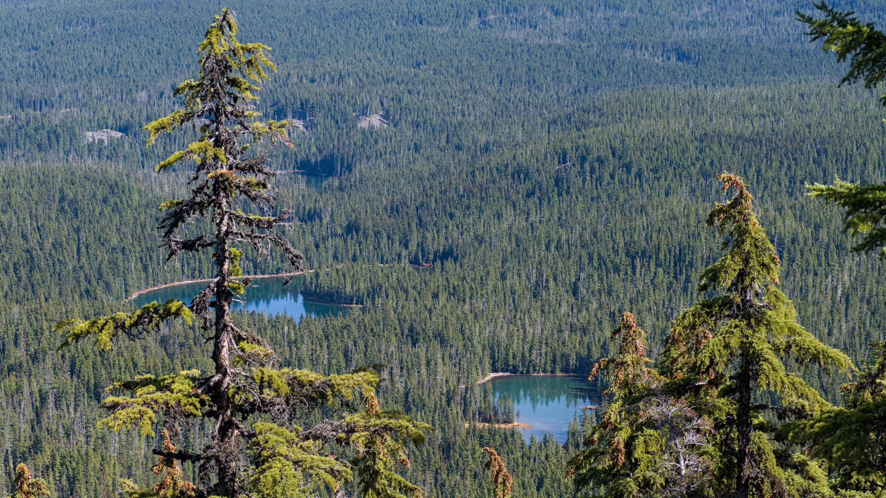 Lakes in the forest