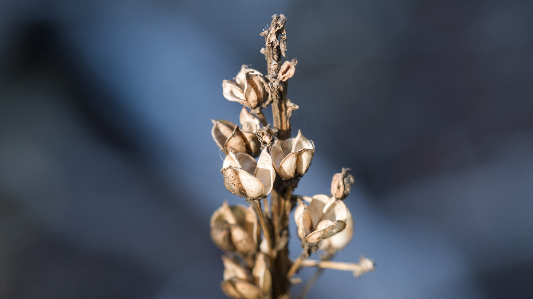 Beargrass flower stalk