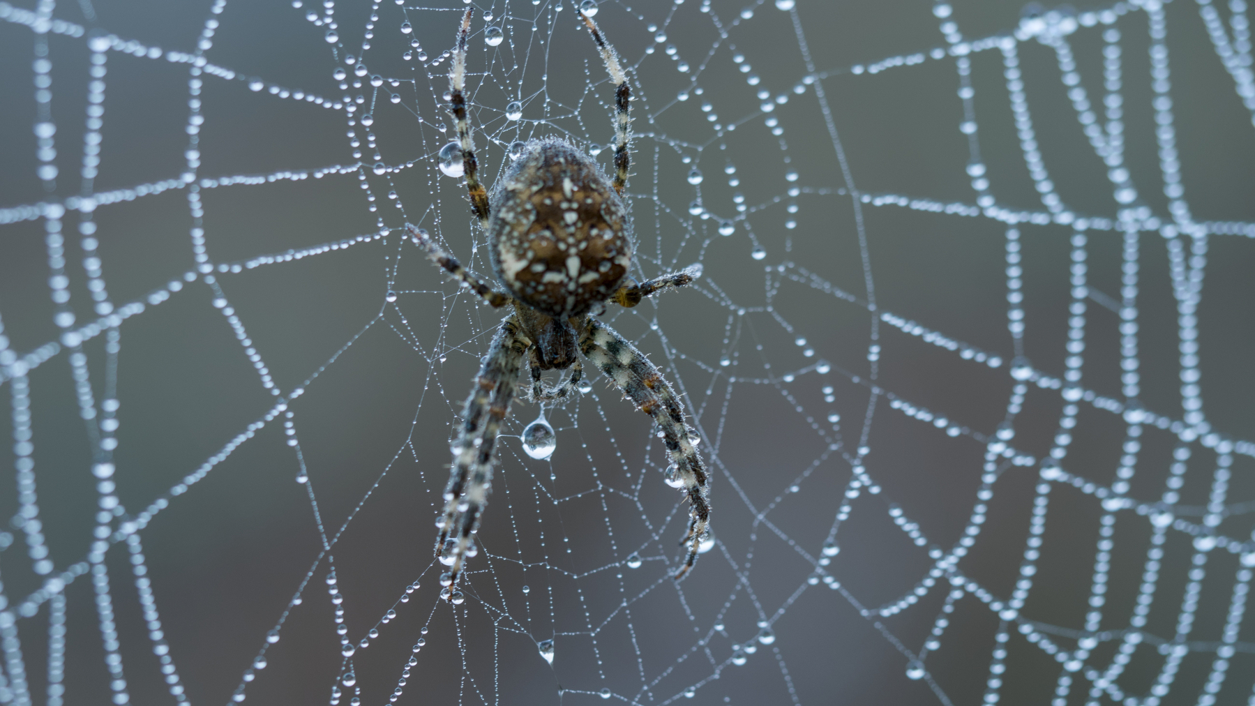 orb weaver spider in a web coated with water droplets