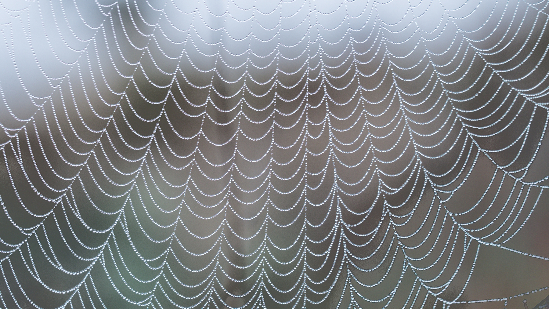 Spiderweb lined with tiny water droplets