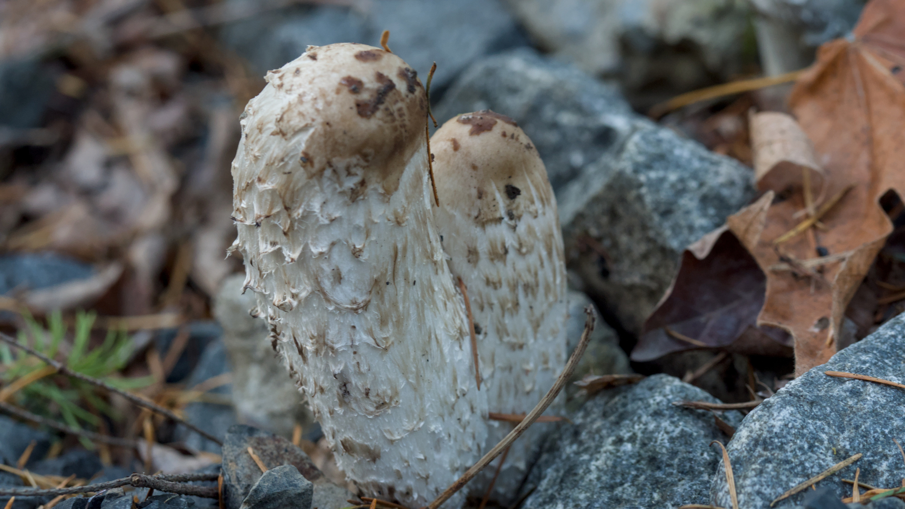 A pair of shaggy mane mushrooms
