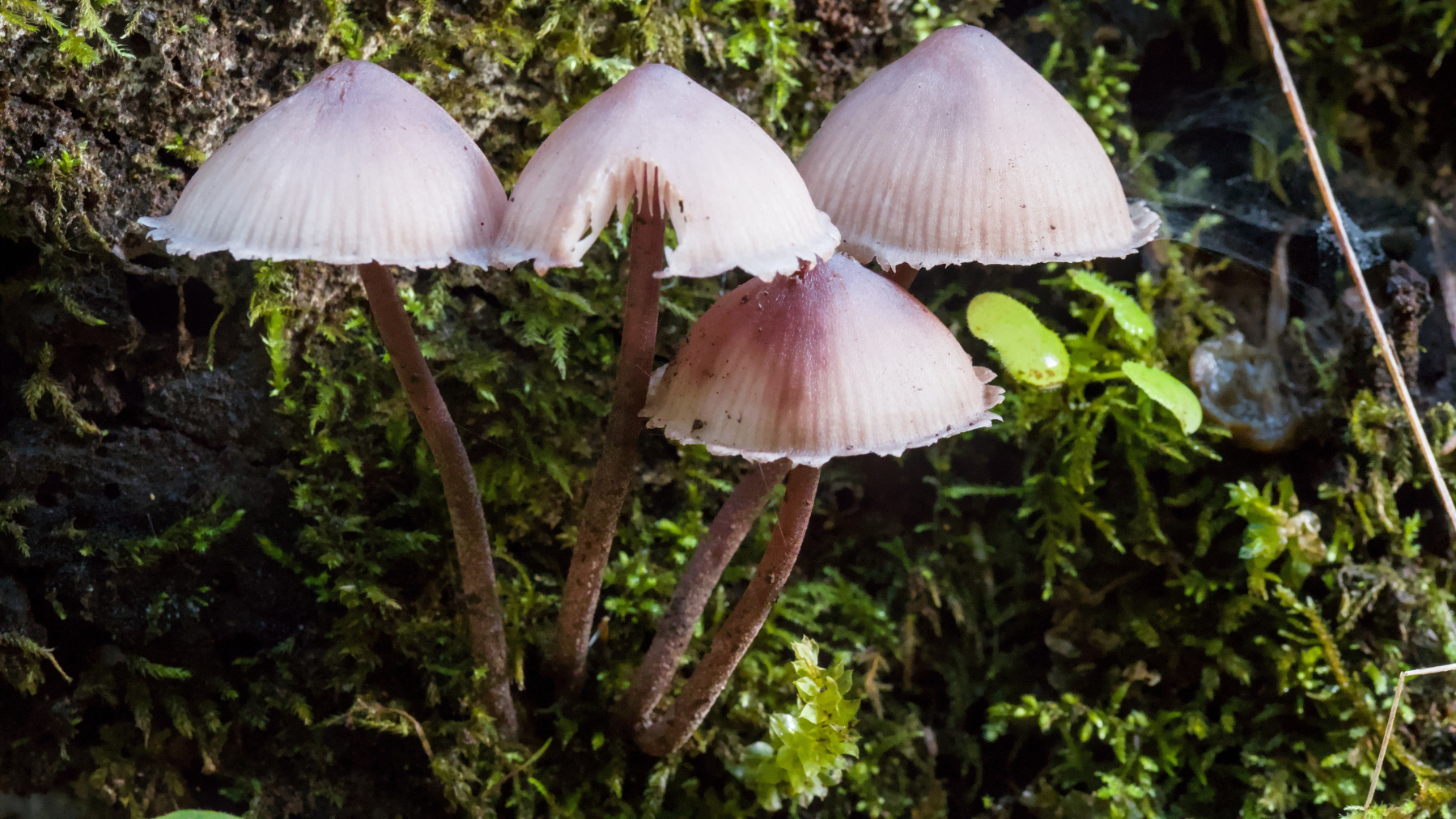 group of four tiny mushrooms
