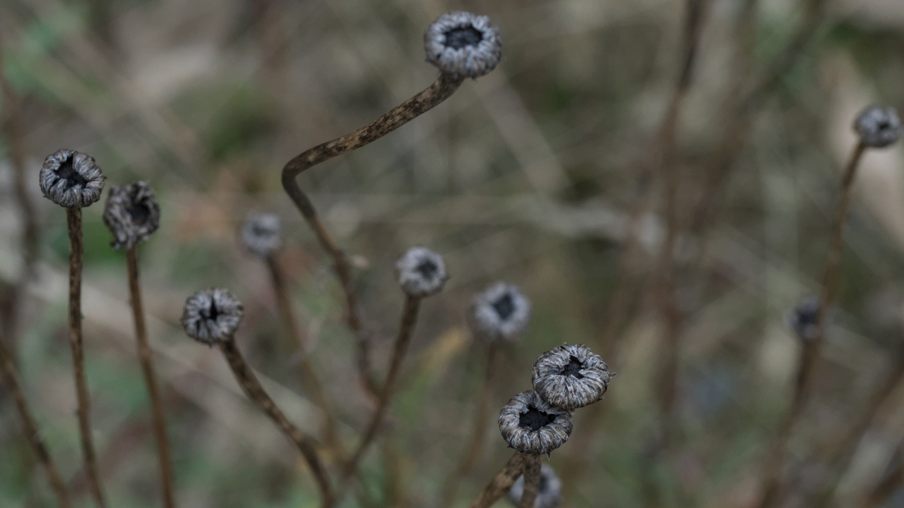 drying stems from summer flowers