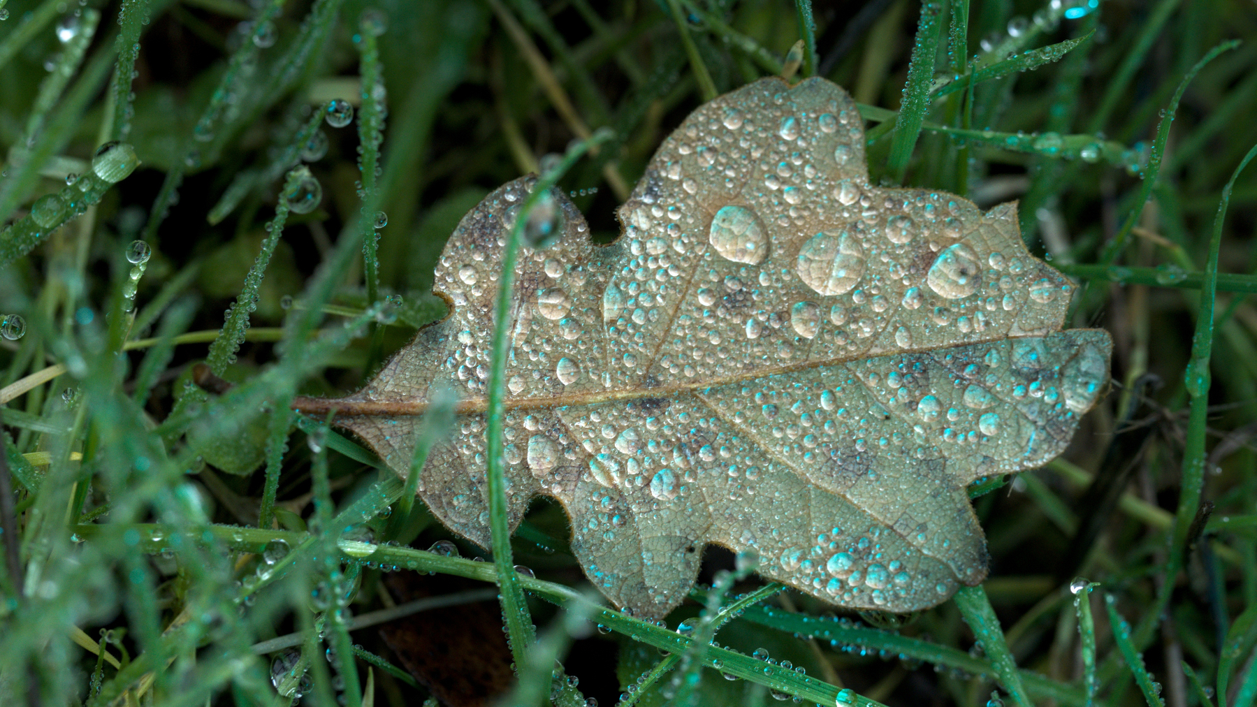 oak leaf and grass with water droplets