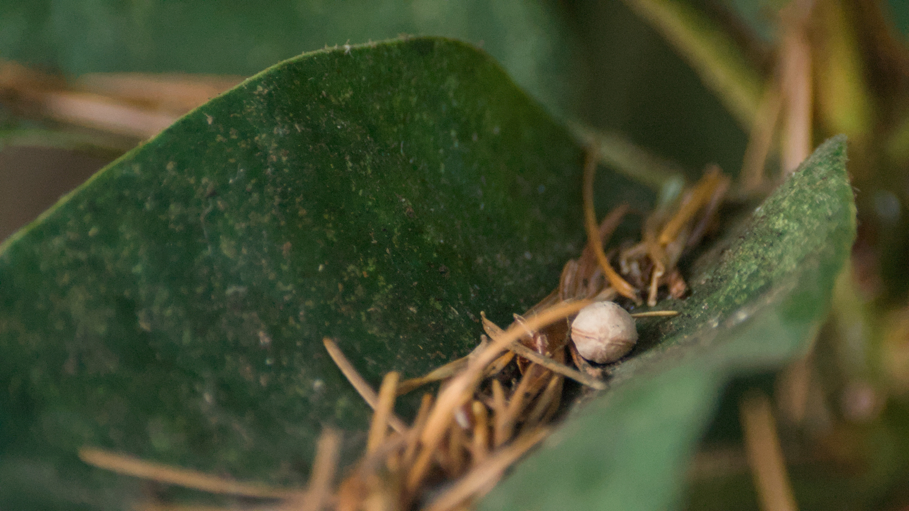 tree litter on a rhododendron leaf