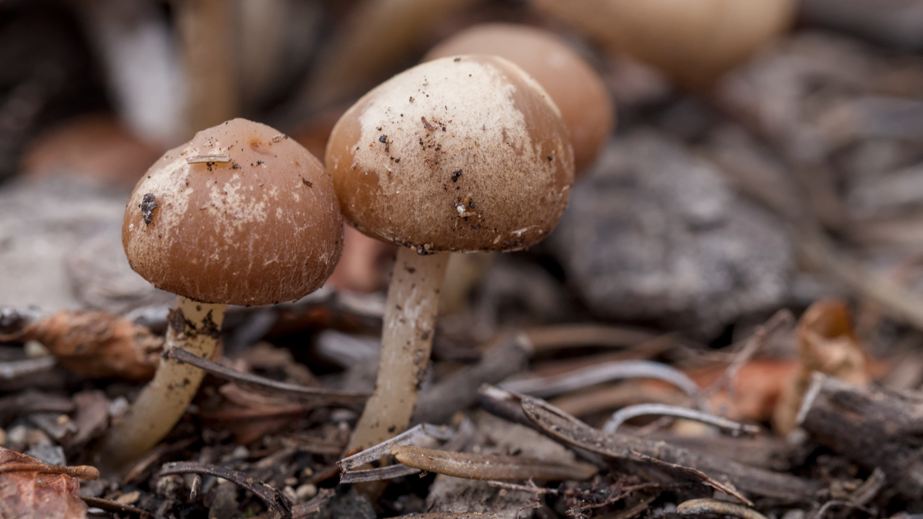 a pair of mushrooms