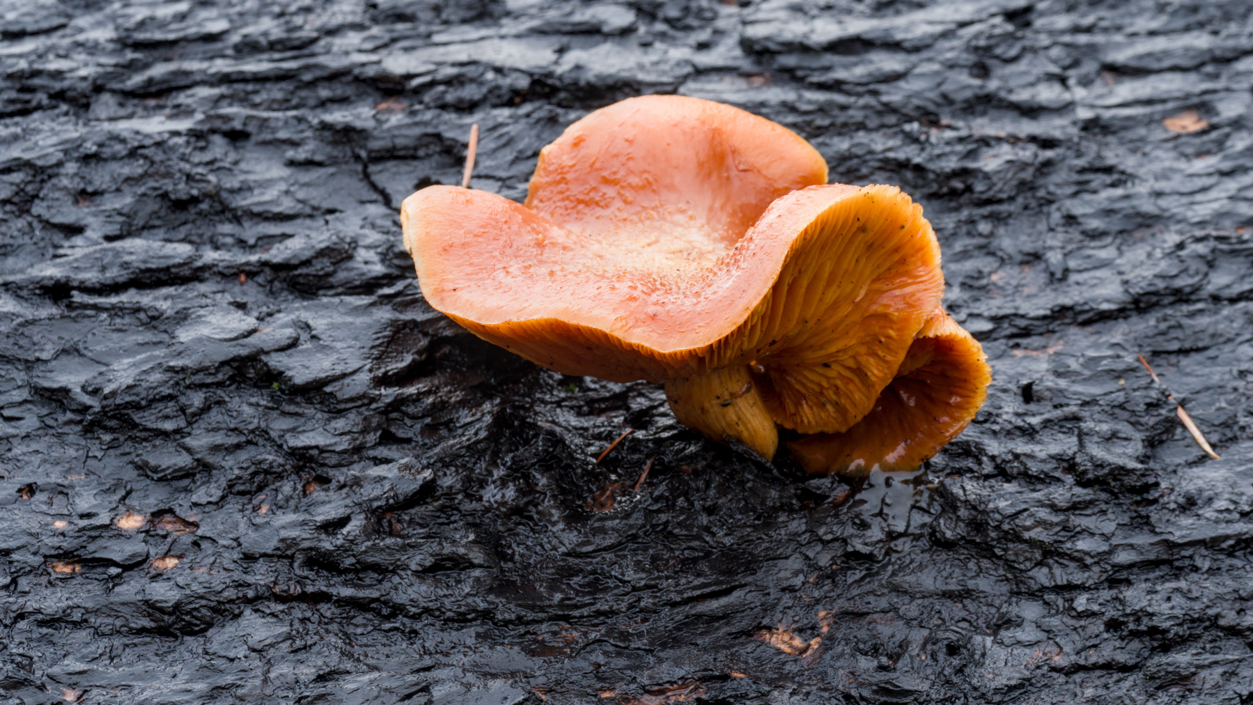 orange mushroom growing out of a burnt log