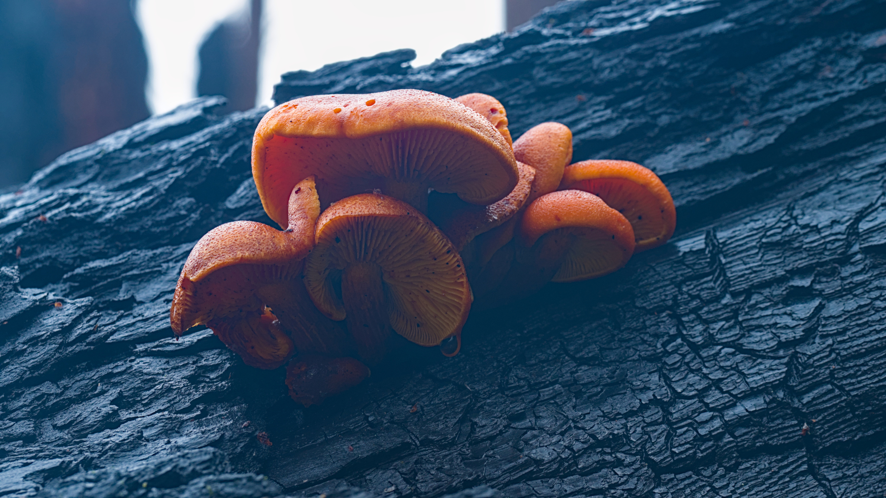 clump of mushrooms on a burned log