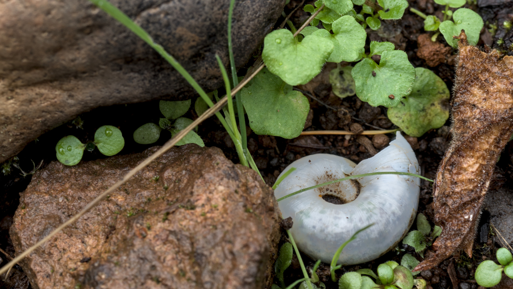 tiny empty snail shell