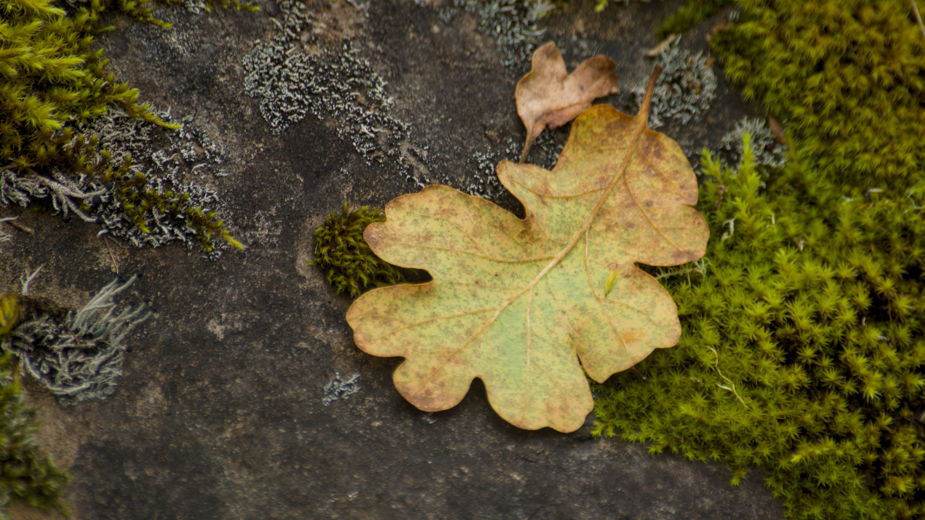 fallen oak leaf on a mossy rock