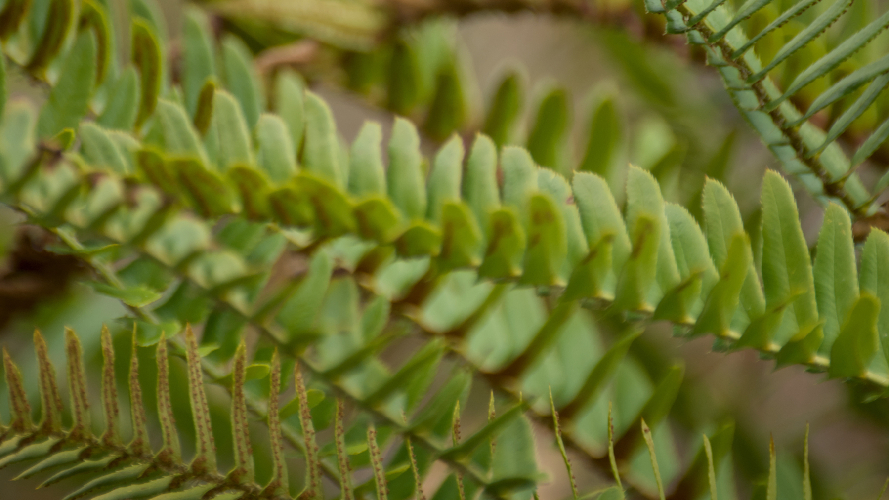 close up of fern fronds