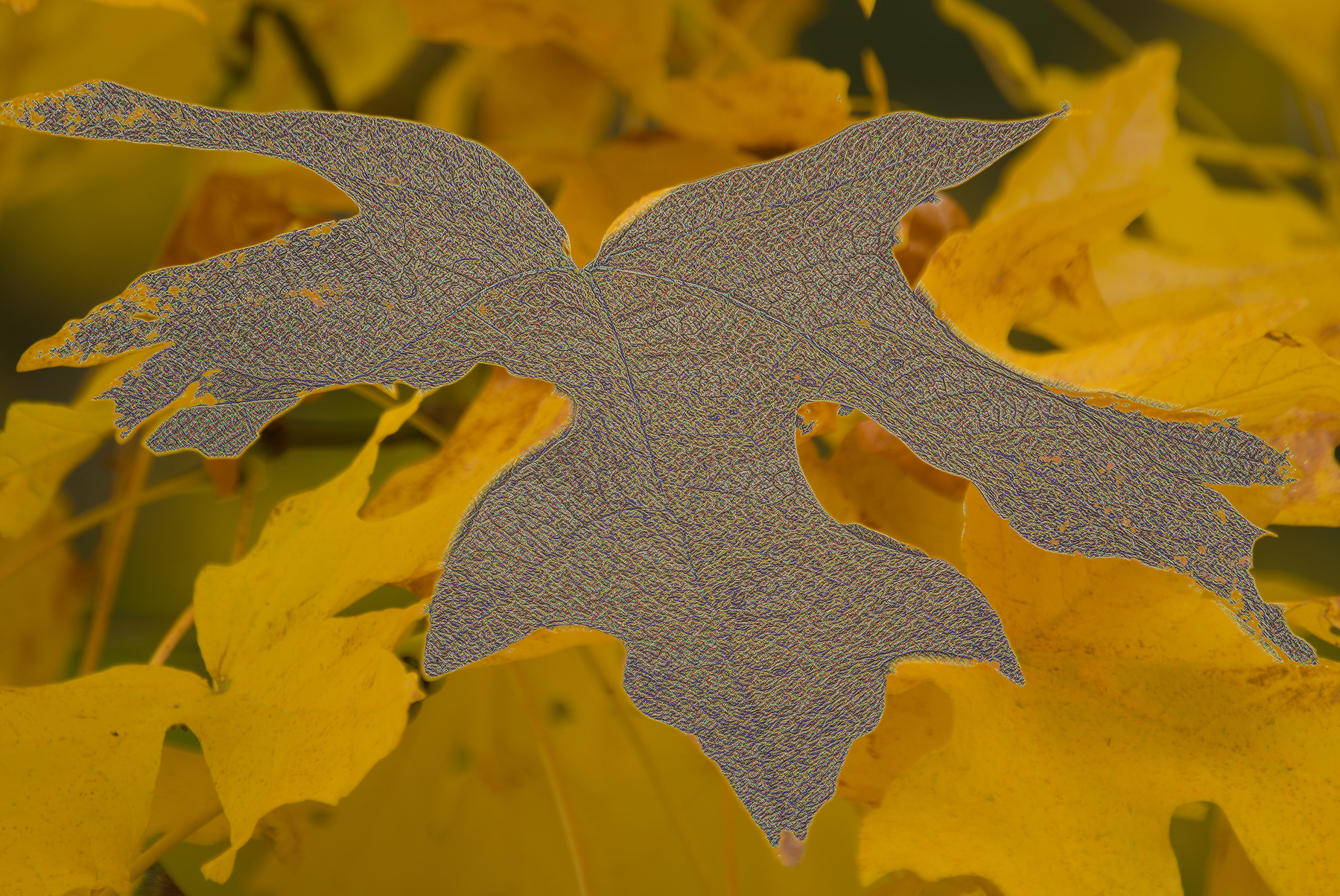 fall leaves with art effects