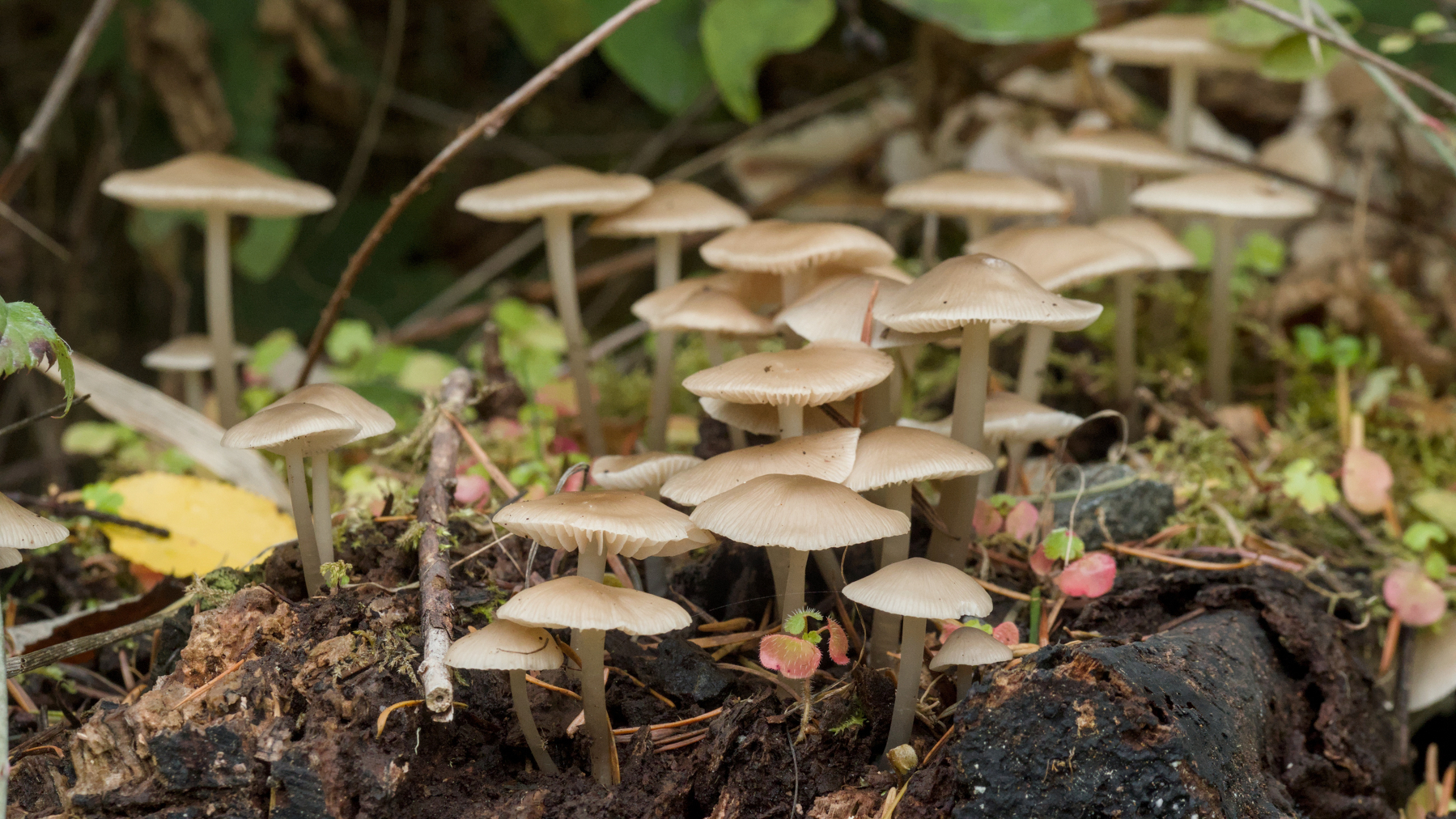 a bunch of mushrooms on a log