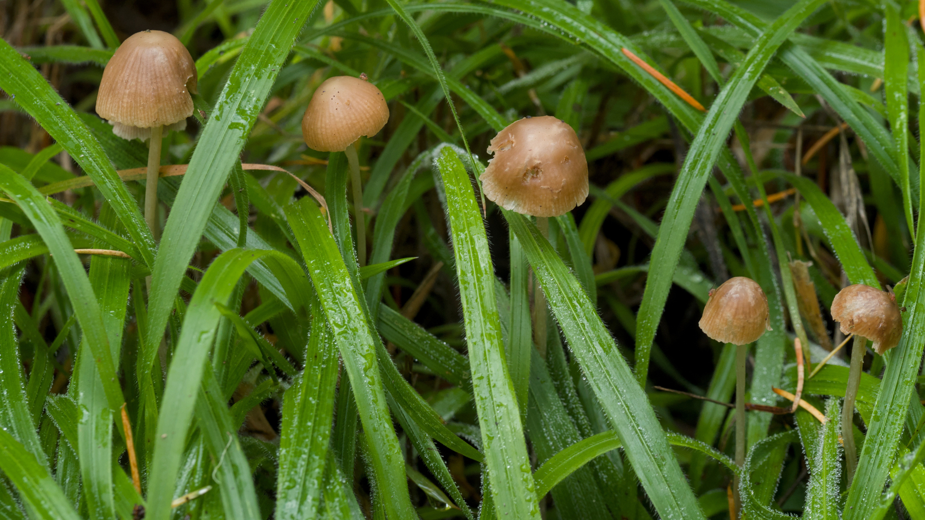 tiny mushrooms in wet grass